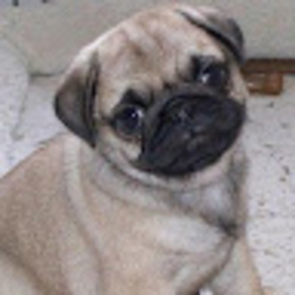 crazypugmom1